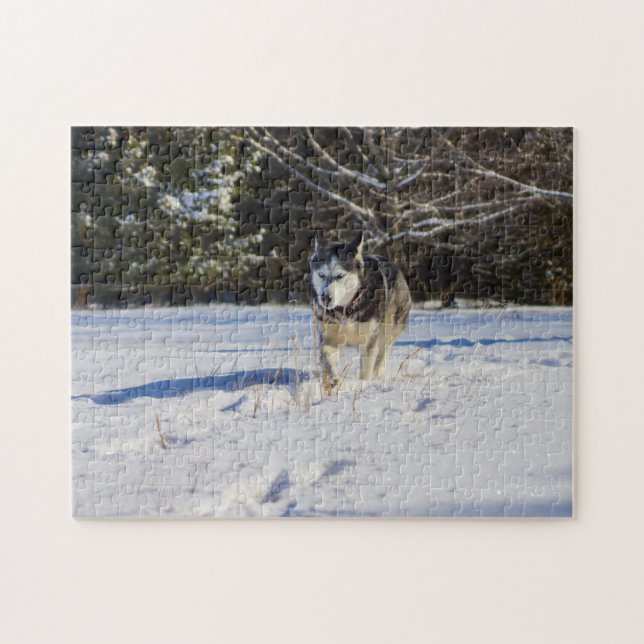 Puzzle Husky siberiano en la nieve (Horizontal)