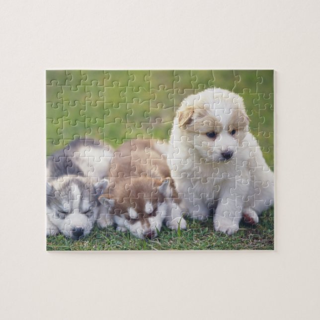 Puzzle Husky siberiano; raza de perro trabajador que (Horizontal)