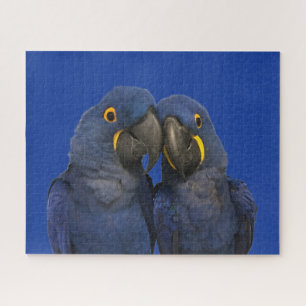 Puzzle Hyacinin Macaw Parrot Ave Rara Azul