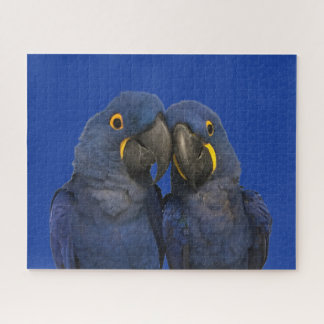 Puzzle Hyacinin Macaw Parrot Bird Rare Blue