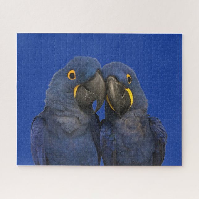 Puzzle Hyacinin Macaw Parrot Bird Rare Blue (Horizontal)