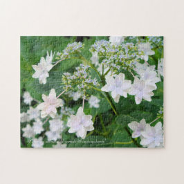 Puzzle Hydrangea 'Sumida-no-hanabi' [rompecabezas de Jigs