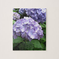 Hydrangeas en los jardines de Trebah, Cornualles
