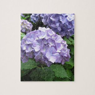 Puzzle Hydrangeas en los jardines de Trebah, Cornualles