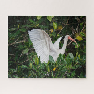 Puzzle Ibis blanco