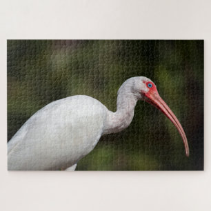 Puzzle Ibis blanco