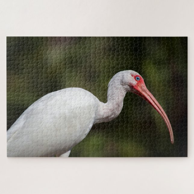 Puzzle Ibis blanco (Horizontal)