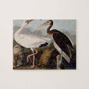 Puzzle Ibis blanco audubon