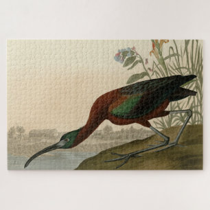 Puzzle Ibis brillante - de los pájaros de los Estados Uni