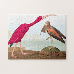 Puzzle ibis de carlet por John James Audubon