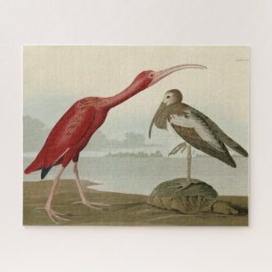Puzzle Ibis escarlata - de los pájaros de los Estados Uni
