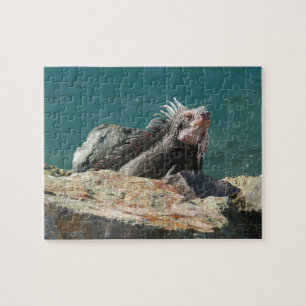 Puzzle Iguana en Santo Tomás