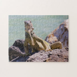 Puzzle Iguana grande puertorriqueña
