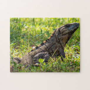 Puzzle Iguana intriguada