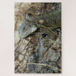 Puzzle Iguana posando sobre roca para cámara