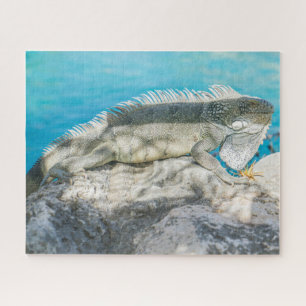 Puzzle Iguana Sunbathing en Beach Rock