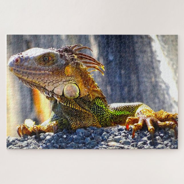 Puzzle Iguanas de Florida (Horizontal)