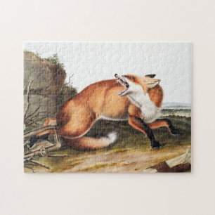 Puzzle Ilustracion americano de Fox Roja (Vulpes Fulvus)