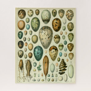 Puzzle Ilustración antigua de historia natural de huevos