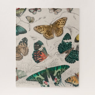 Puzzle Ilustración antigua de mariposa: Orfebre de 1820