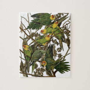 Puzzle Ilustracion Audubon Carolina Parrot Bird