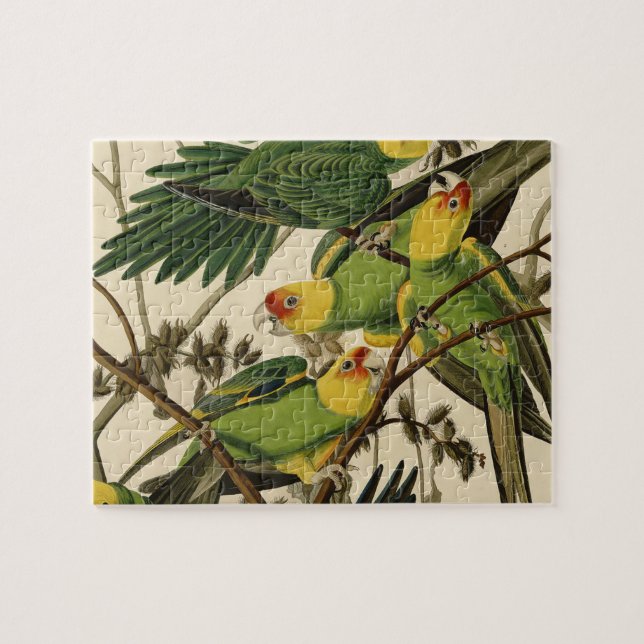 Puzzle Ilustracion Audubon Carolina Parrot Bird (Horizontal)