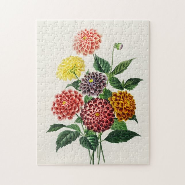 Puzzle Ilustracion botánico vintage Dahlias 250 piezas (Vertical)