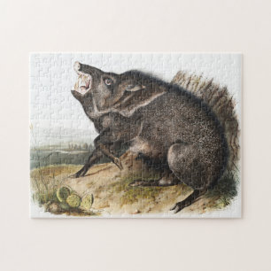 Puzzle Ilustracion Collared Peccary Dycoteles torquatus