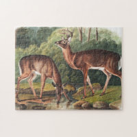 Ilustracion de Cervus Virginianus