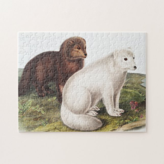 Puzzle Ilustracion de Fox Ártica (Vulpes Lagopus) (Horizontal)