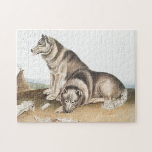 Puzzle Ilustracion de Perro Esquimaux (Canis familiaris)