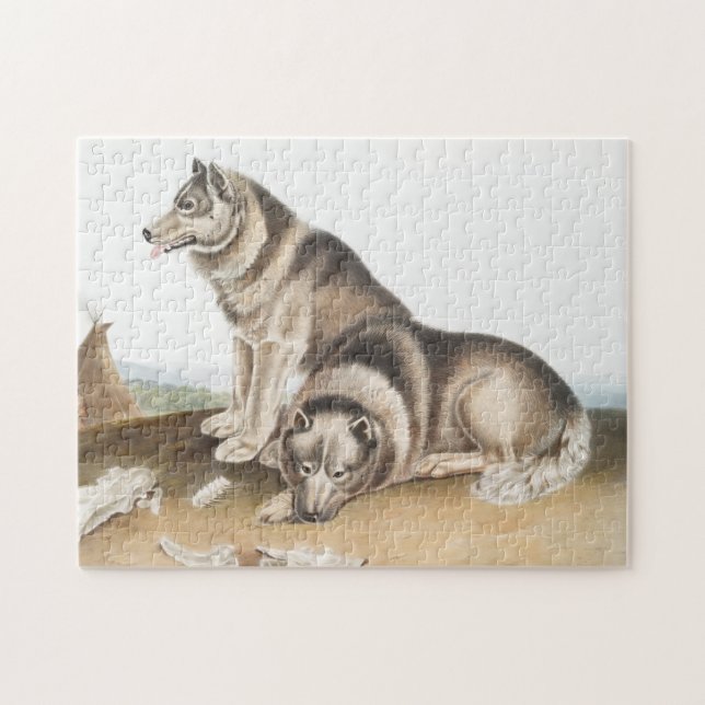 Puzzle Ilustracion de Perro Esquimaux (Canis familiaris) (Horizontal)