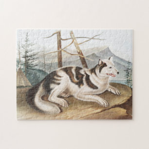 Puzzle Ilustracion Hare Indian Dog (Canis familiaris)
