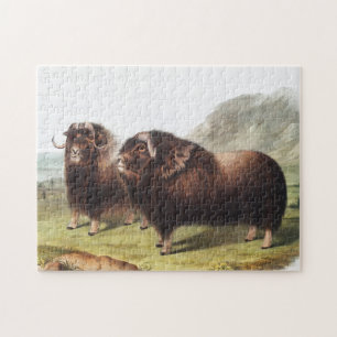 Puzzle Ilustracion Musk Ox (Ovibos moschatus)