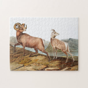 Puzzle Ilustracion Ovis montana