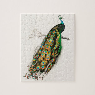 Puzzle Ilustracion Peacock Pintura