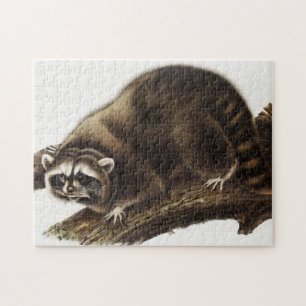Puzzle Ilustracion Raccoon (Procyon lotor)
