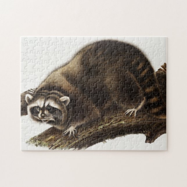 Puzzle Ilustracion Raccoon (Procyon lotor) (Horizontal)