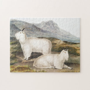 Puzzle Ilustracion Rocky Mountain Goat (Capra Americana)