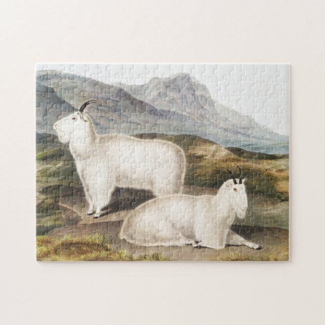 Puzzle Ilustracion Rocky Mountain Goat (Capra Americana) (Horizontal)