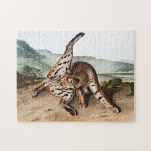 Puzzle Ilustracion Texan Lynx (Lynx rufus var maculatus)