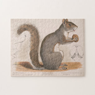 Puzzle Ilustracion vintage de una ardilla gris