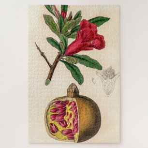 Puzzle Ilustracion vintage pomegranato