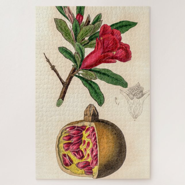 Puzzle Ilustracion vintage pomegranato (Vertical)