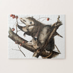 Puzzle Ilustracion Virginia Opossum Didelphis Virginia
