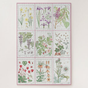 Puzzle Ilustraciones botánicos Maurice Pillard Verneuil 1