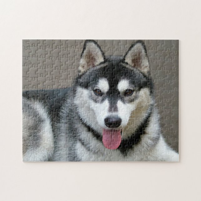 Puzzle Imagen de perro de Alaskan Malamute (Horizontal)