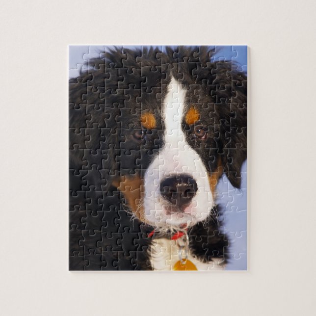 Puzzle Imagen linda del perrito del perro de montaña de (Vertical)