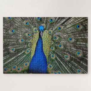 Puzzle Imán de pavo real majestuoso