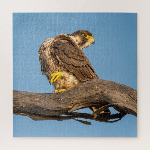 Puzzle Impresión artística de halcón en reposo - Fauna y